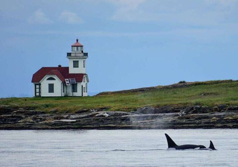 Orcas Island: Whale and Orca Guided Speedboat Tour - Practical Aspects and Value