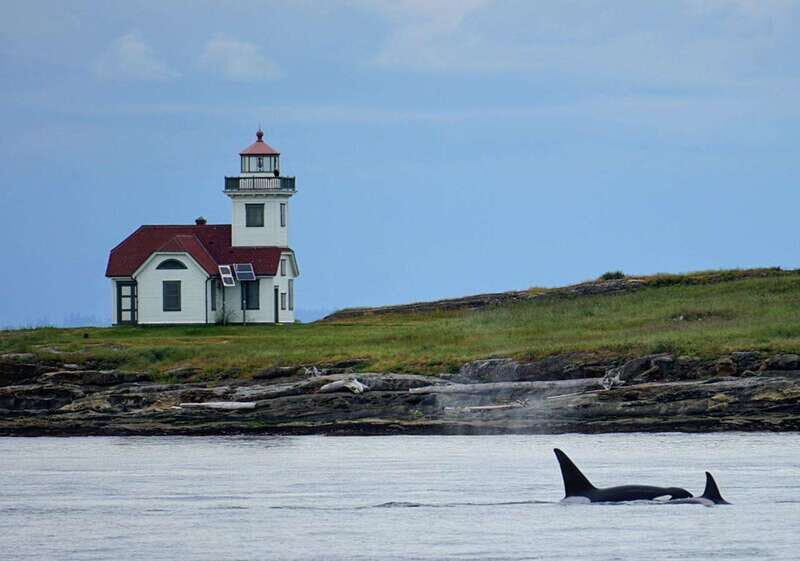 Orcas Island: Whale and Orca Guided Speedboat Tour - Practical Aspects and Value