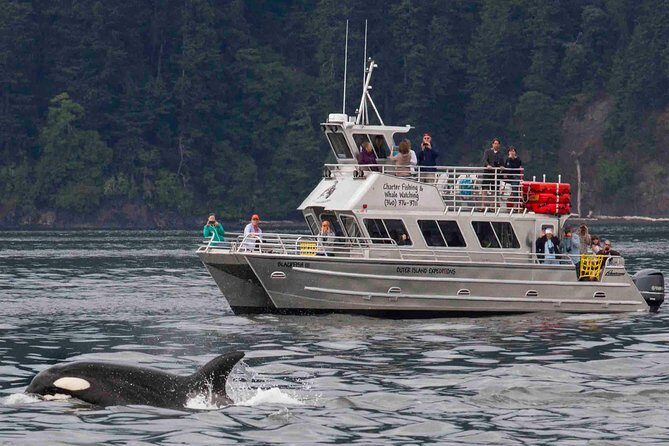 Orcas Island Whale Watching - The wildlife and sightings