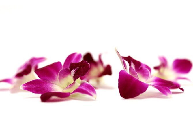 Orchid Airport Lei Greeting (Maui, Kahului Airport, OGG) - What is the Orchid Airport Lei Greeting?