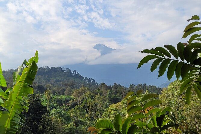 Organic Coffee Tour and Local Food Experience in Arusha - An In-Depth Look at the Tour Experience