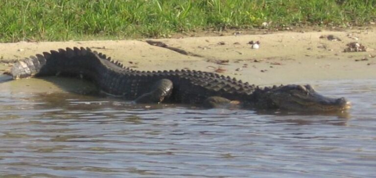 Orlando: Airboat Safari with Transportation - The Transportation and Group Size