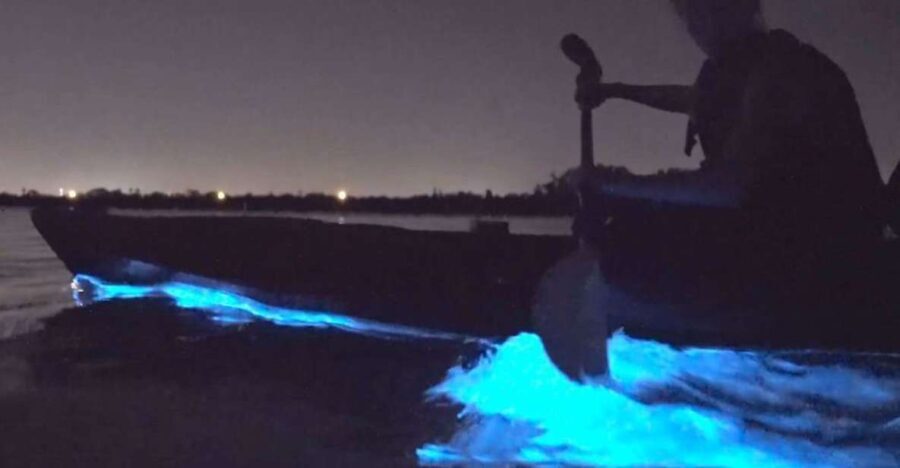 Orlando: Bioluminescence Clear Kayaking or Paddleboarding