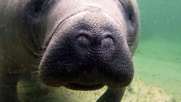 Orlando: Blue Springs Manatee Kayak Tour - The Sum Up