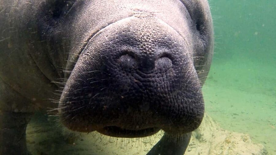 Orlando: Blue Springs Manatee Kayak Tour