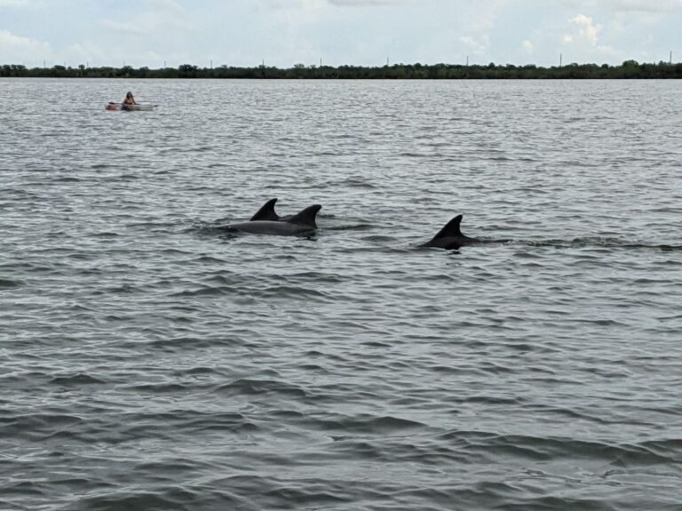 Orlando: Dolphin Clear Kayak or Paddle Board Adventure - What’s Included and What to Expect