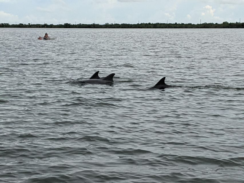 Orlando: Dolphin Clear Kayak or Paddle Board Adventure - What’s Included and What to Expect