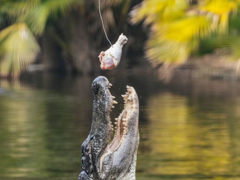 Orlando: Drive-Thru Safari Park at Wild Florida - The Itinerary: What to Expect