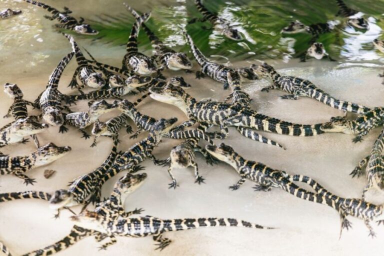 Orlando: Gatorland Skip-the-Line Ticket - Key Points