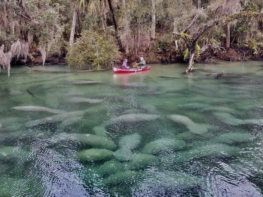 Orlando: Kayaking Tour with Manatee Encounter