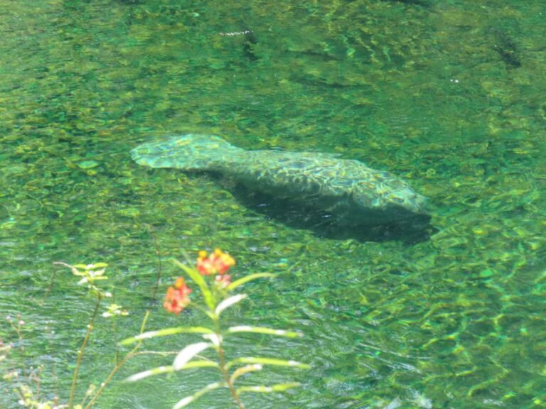 Orlando: Small Group Manatee Discovery Kayak Tour - The Itinerary: A Detailed Breakdown