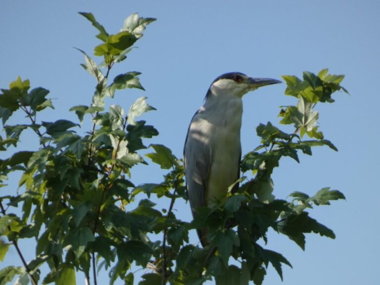 Orlando: Small Group Scenic Wekiva River Kayak Tour - Practical Considerations