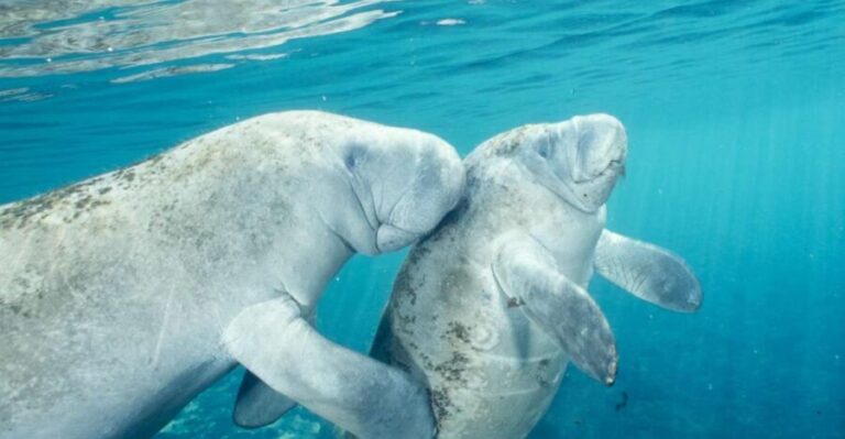 Orlando: Swim with Manatees and Homosassa State Park Visit - Transportation and Equipment