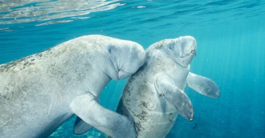 Orlando: Swim with Manatees and Homosassa State Park Visit - Transportation and Equipment