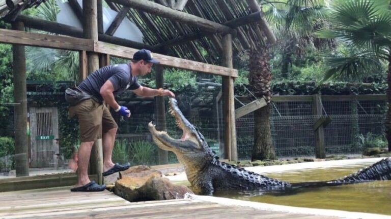 Orlando: Wild Florida Park Ticket and Gator Shows - The Value of the Experience