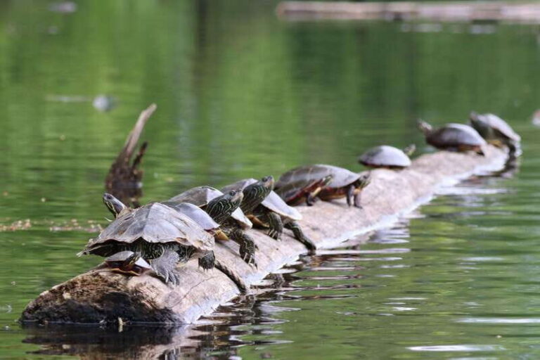 Ottawa: Ecological Reserve Kayak Tour with Turtle Sightings - Who Should Consider This Tour?