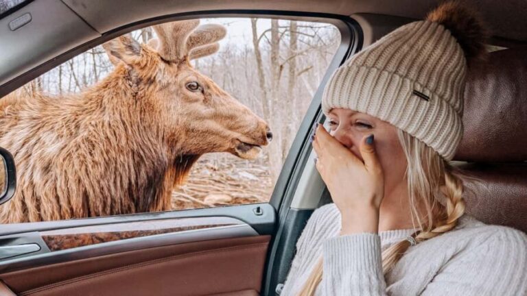 Ottawa: Private Wildlife Adventure Safari in Parc Omega - Value and Practicality