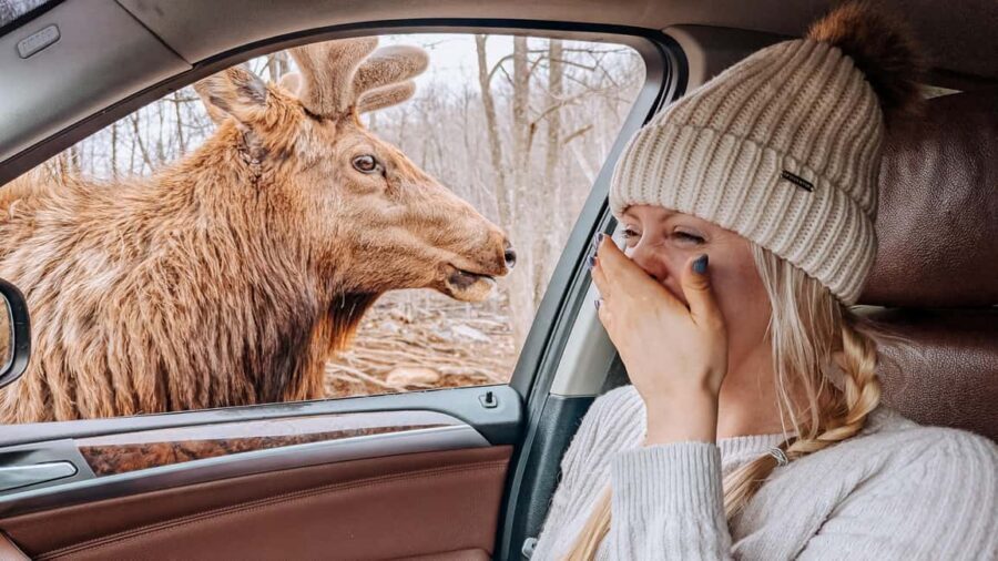 Ottawa: Private Wildlife Adventure Safari in Parc Omega - Value and Practicality