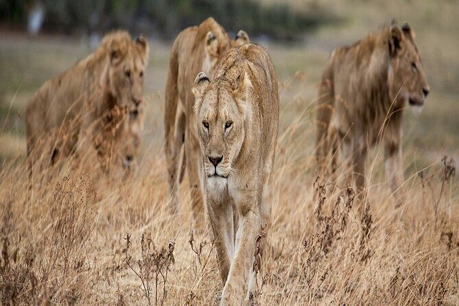 Our world's Top Best 3-Day Tanzania Budget Group Camping Safari - What Past Travelers Say