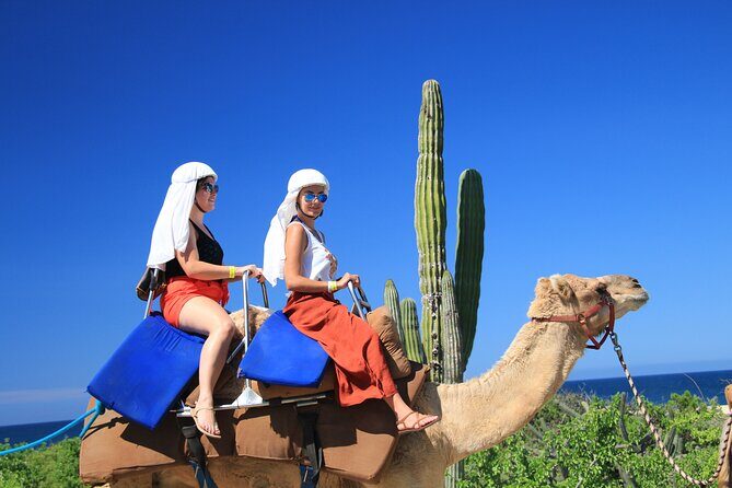Outback Camel Ride - What the Reviews Say: Authentic Experiences with Some Caveats