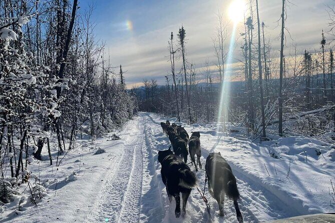Overnight Dog Sledding Adventure - A Deep Dive into the Experience