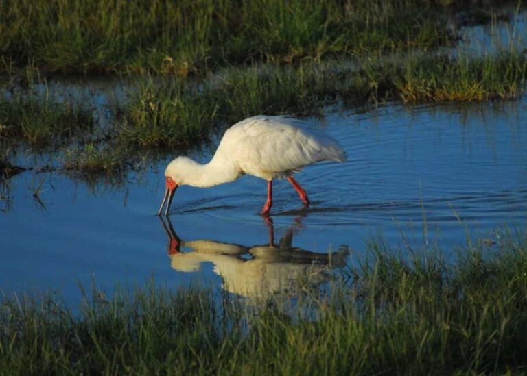 Overnight group joining Safari to Amboseli National Park - Price and Value: Is It Worth It?