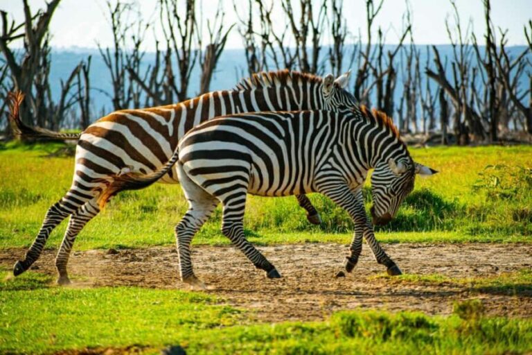 Overnight Tour To Mount Longonot And Hells Gate Naivasha - What’s Included and What’s Not