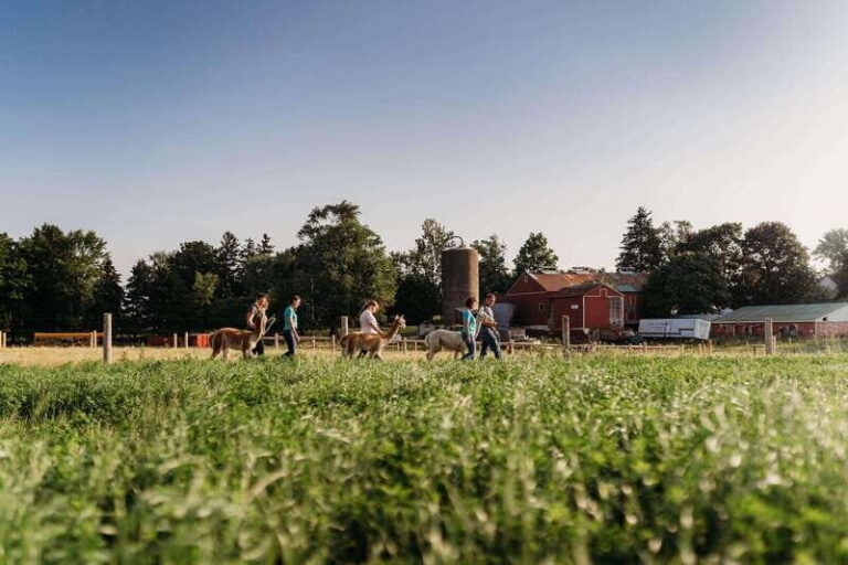 Oxford County, ON: Alpaca Farm Walk & Learning Experience - Who Will Enjoy This?
