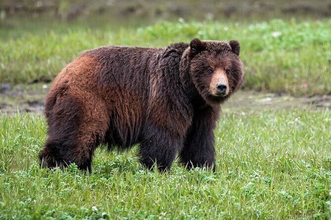 Pack Creek Bear Viewing - What’s Included and What to Expect