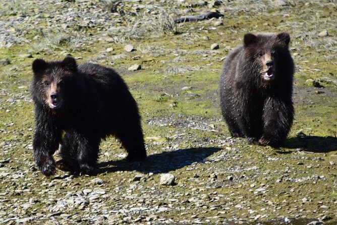 Pack Creek Brown Bear Viewing Juneau - The Value of an Authentic Wilderness Experience