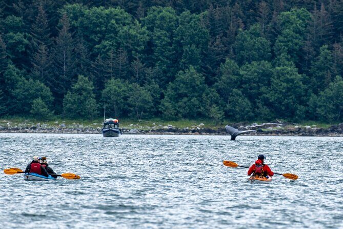 Paddle with Whales Kayak Adventure Juneau - What It Means for the Traveler