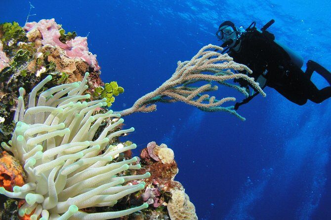 PADI Discover Scuba Diving in Playa del Carmen - Who Should Consider This Tour?