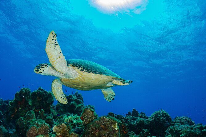 PADI Discover Scuba Diving Program in the Riviera Maya - What the Reviews Say