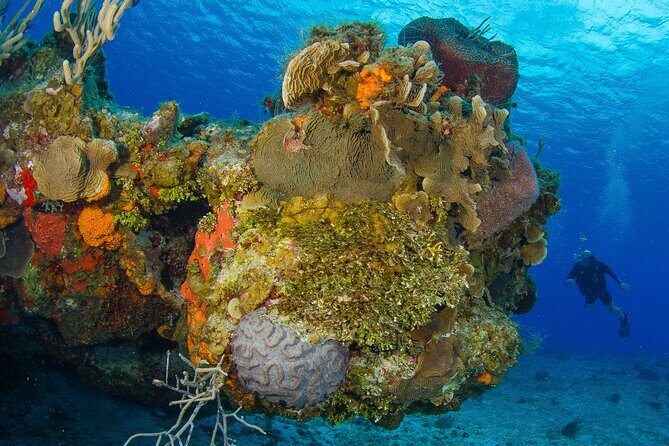 PADI Discover Scuba Diving Tour in Cozumel - Authentic Experiences and Insights