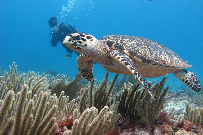 PADI Open Water Diving Certification Course Activity - Practical Details: What You Need to Know