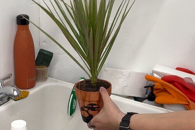 Paint and Plant: The Ultimate Plant Therapy Experience - The Setting and Logistics