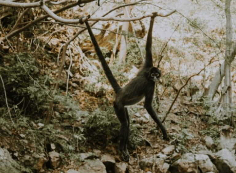Palenque: Lacandona Jungle Path - Ecotourism Adventure - Who Should Consider This Tour?