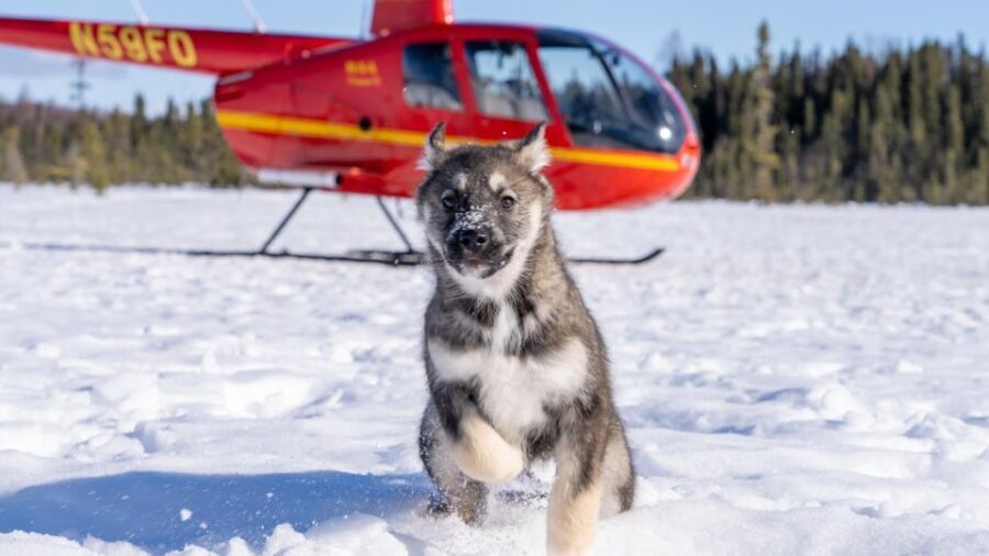 Palmer: "Dogs and Glaciers" Sledding and Helicopter Tour