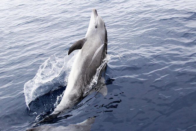 Panama City Beach Dolphin Sightseeing Sail - Who Is This Tour Best For?
