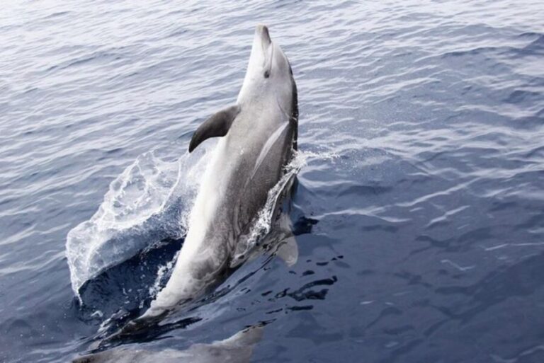 Panama City Beach: Dolphin Sightseeing Trip by Catamaran - Who This Tour Is Best For
