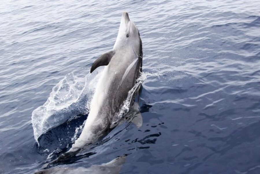 Panama City Beach: Dolphin Sightseeing Trip by Catamaran - Who This Tour Is Best For