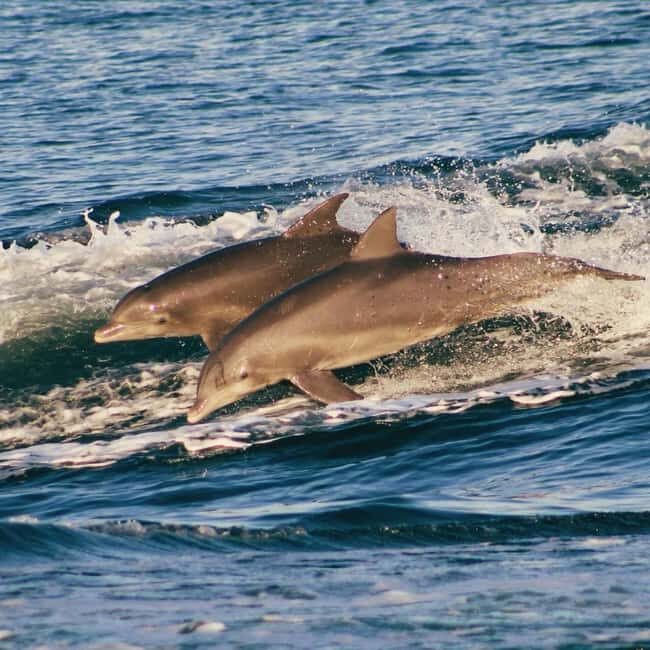 Panama City Beach: Dolphin Watching and Snorkeling Tour - Why This Tour Offers Good Value