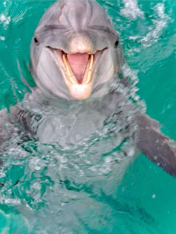 Panama City Beach: Private Dolphin Cruise - Why This Tour Offers Good Value