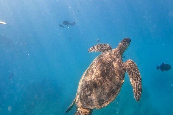 Paradise Honu Morning Snorkeling Tour - The Sum Up