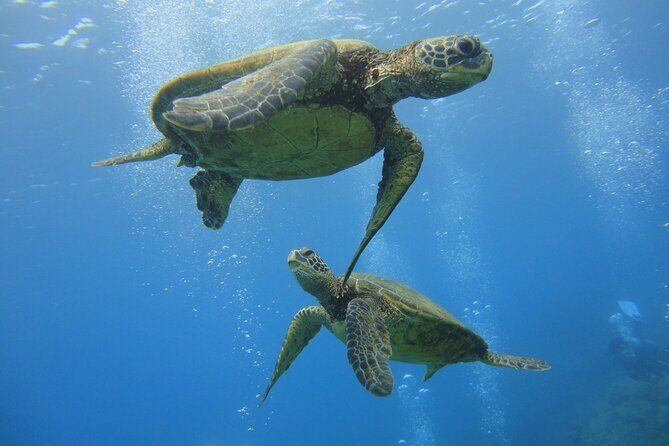 Paradise Honu Snorkeling Tour - The Snorkeling Experience: What to Expect