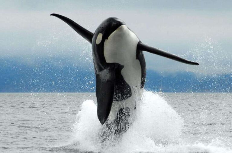 Parksville: Half-Day Whale and Wildlife Adventure - Itinerary Breakdown: What to Expect