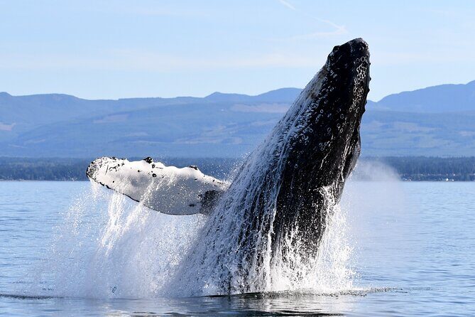 Parksville Half Day Whale and Wildlife Adventure - The Value of a Smaller, Expert-Led Tour
