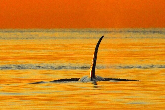 Parksville Sunset Whale and Wildlife Adventure - The Value of a Sunset Adventure
