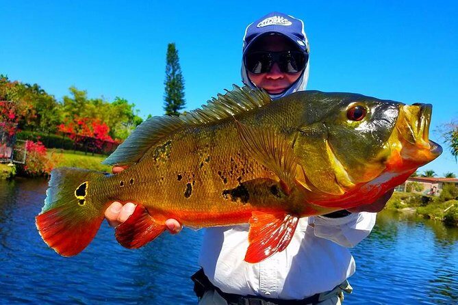 Peacock Bass Fishing Trips Near Miami Florida - The Value of This Tour