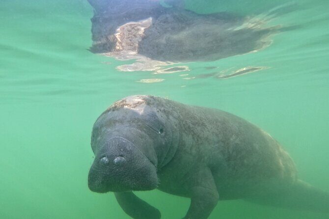 Pedal Kayak Mangrove Tunnel Tour in Bradenton - What Makes This Tour Stand Out?